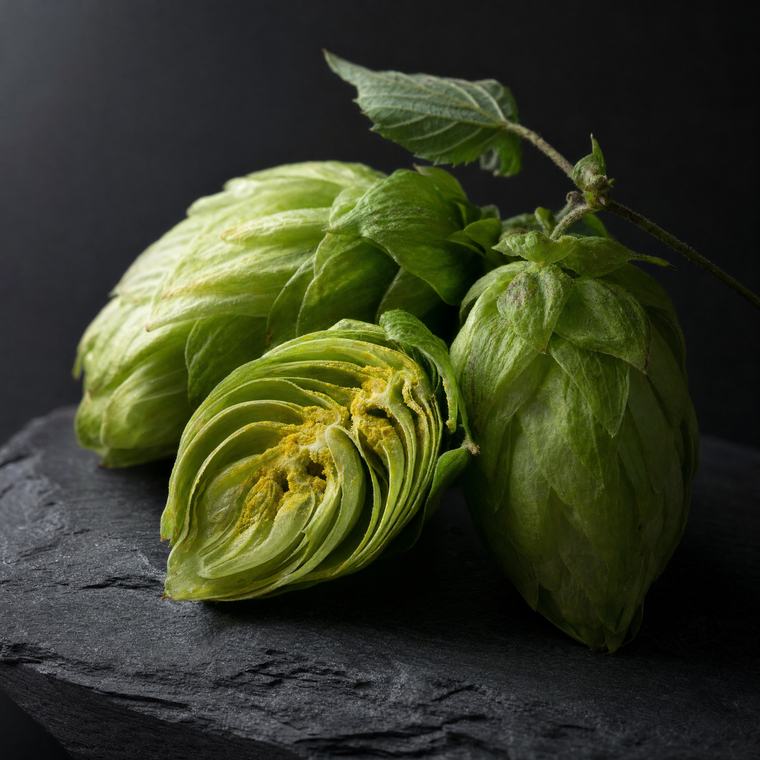 Fresh hop cones on the vine